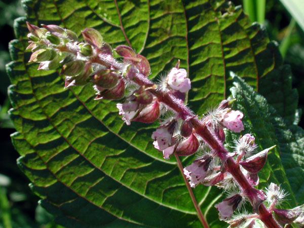 perilla frutescens flower